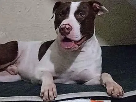 Cachorro ra a Pitbull  idade 3 anos nome Duke