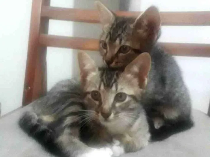 Gato raça SRD idade Abaixo de 2 meses nome Filhotes