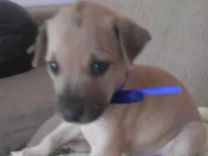 Cachorro raça Comum idade 2 a 6 meses nome Sheik