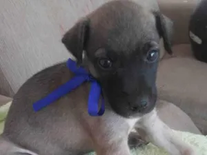 Cachorro raça Comum idade 2 a 6 meses nome Toddy