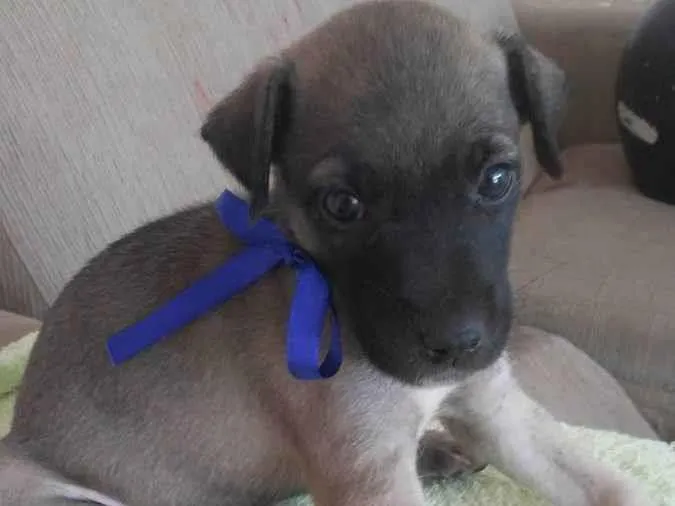 Cachorro ra a Comum idade 2 a 6 meses nome Toddy