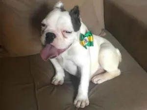 Cachorro raça Buldogue  idade 7 a 11 meses nome Bugos 