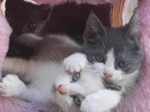 Gato raça Mestiça  idade 2 a 6 meses nome Lindinha 