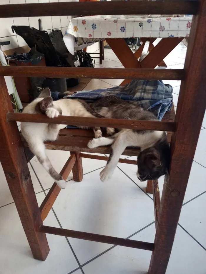 Gato ra a Indiferente  idade 2 a 6 meses nome Gatos filhotes 