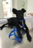 Baby Otto