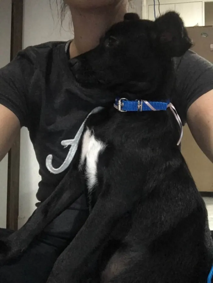 Cachorro ra a  idade 2 a 6 meses nome Baby Otto
