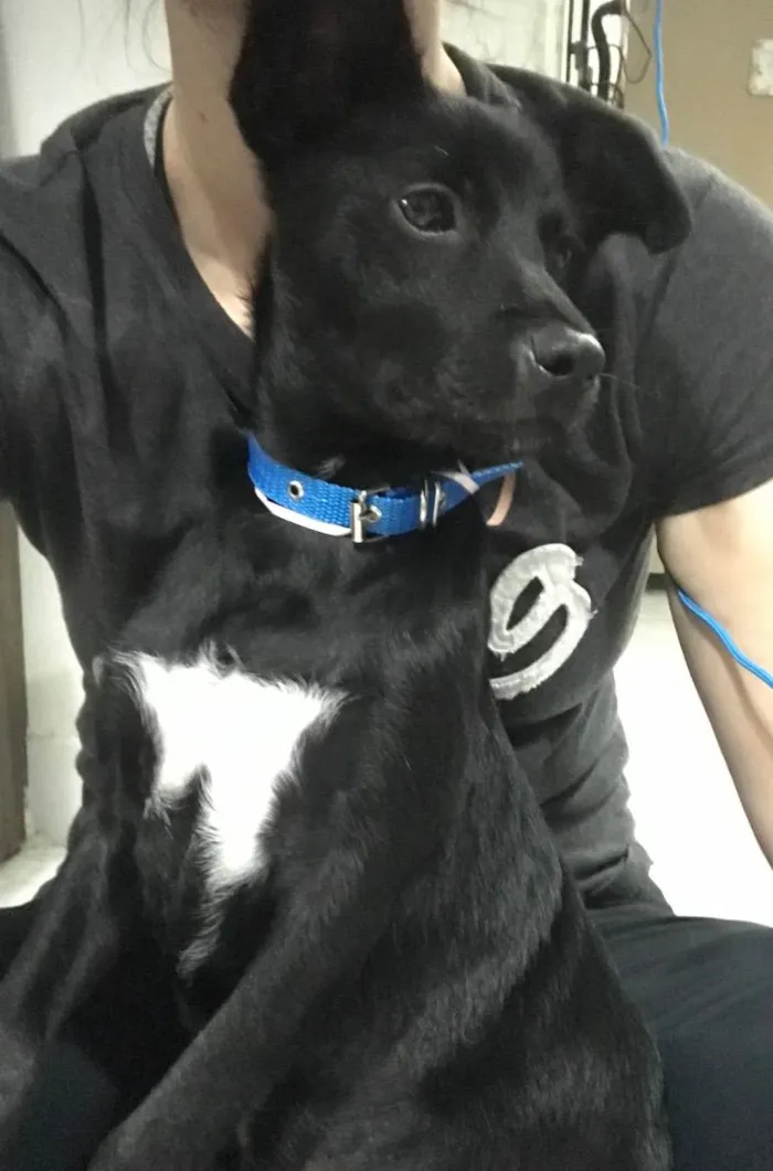 Cachorro ra a  idade 2 a 6 meses nome Baby Otto