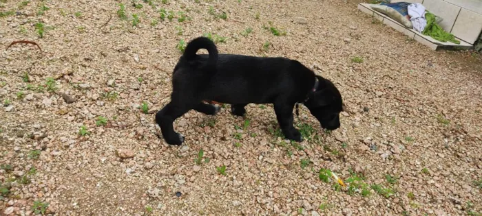 Cachorro ra a Labrador  idade 2 a 6 meses nome Otto 