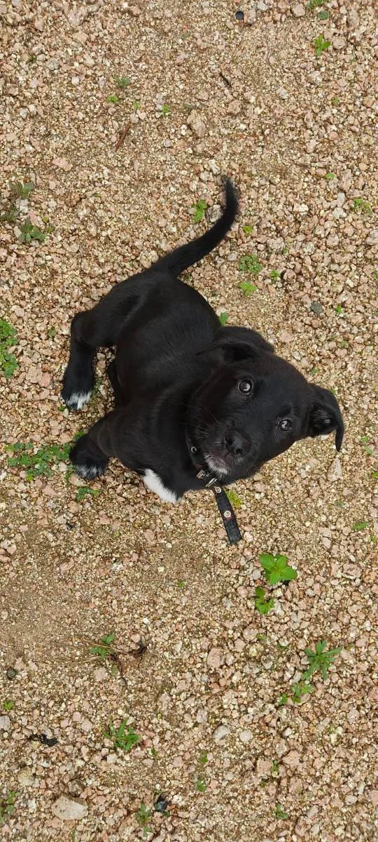 Cachorro ra a Labrador  idade 2 a 6 meses nome Otto 