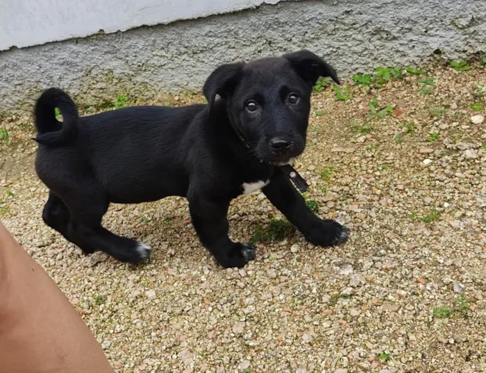 Cachorro ra a Labrador  idade 2 a 6 meses nome Otto 