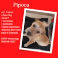 Pipoca