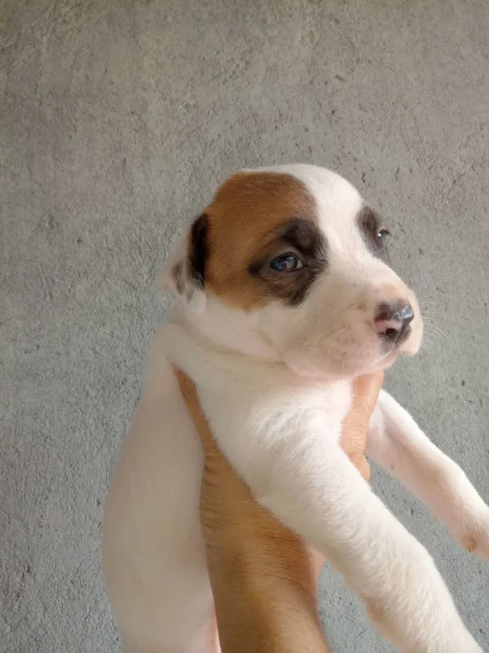 Cachorro ra a Sed idade Abaixo de 2 meses nome Fofinhos 