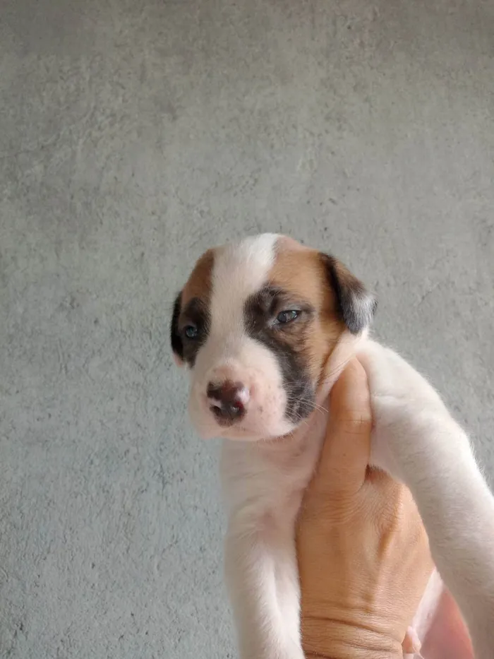 Cachorro ra a Sed idade Abaixo de 2 meses nome Fofinhos 