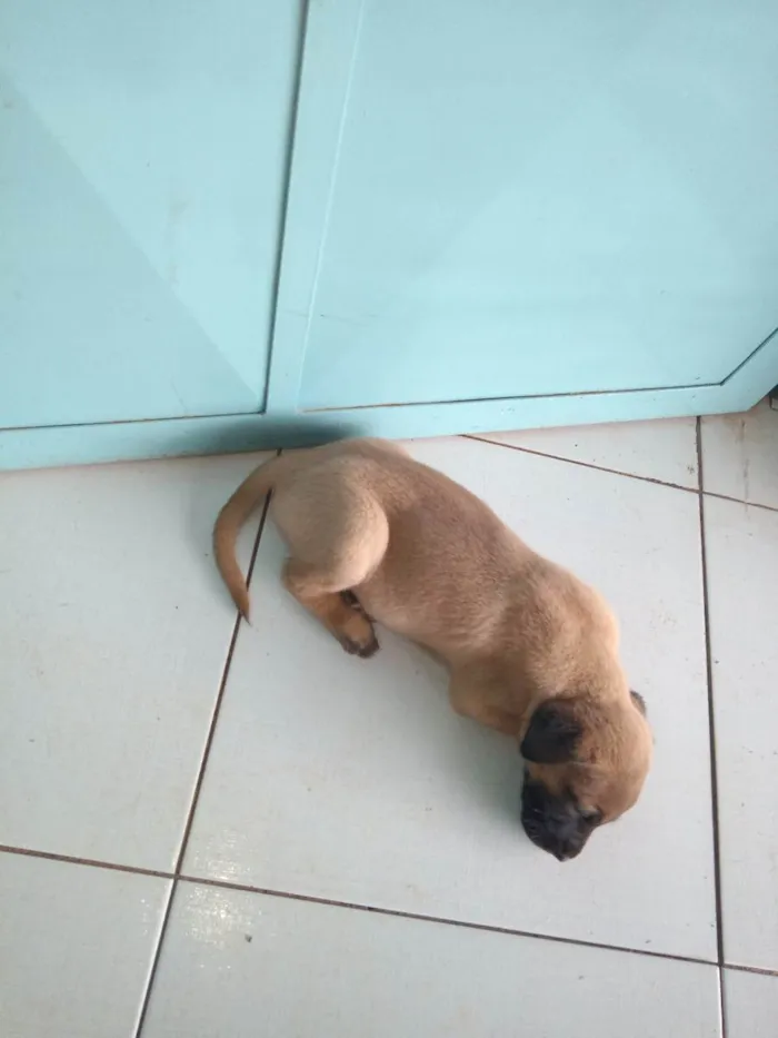 Cachorro ra a Sed idade Abaixo de 2 meses nome Fofinhos 