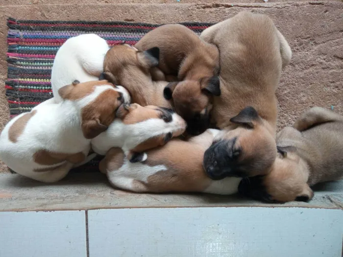 Cachorro ra a Sed idade Abaixo de 2 meses nome Fofinhos 