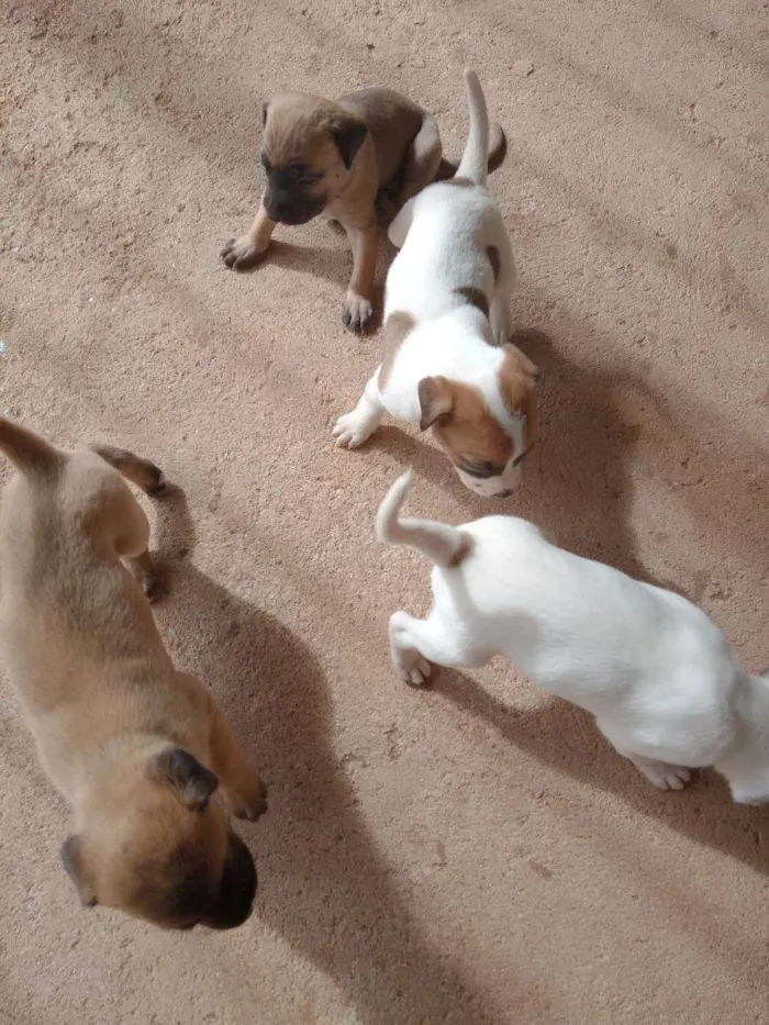 Cachorro ra a Sed idade Abaixo de 2 meses nome Fofinhos 