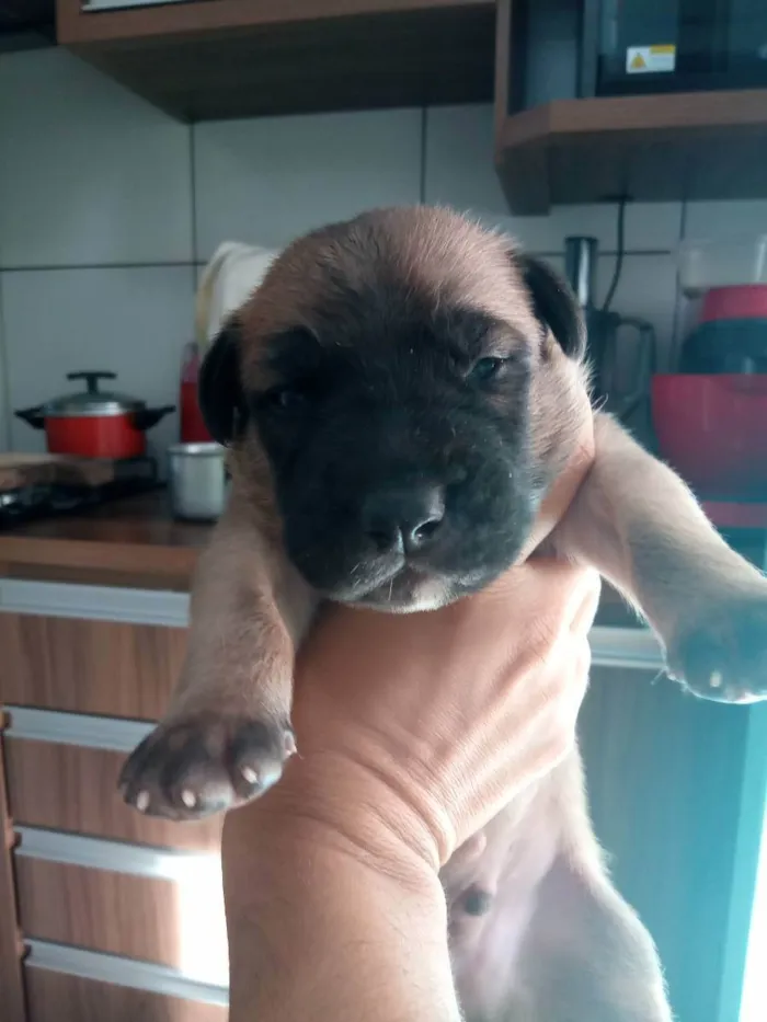 Cachorro ra a Sed idade Abaixo de 2 meses nome Fofinhos 