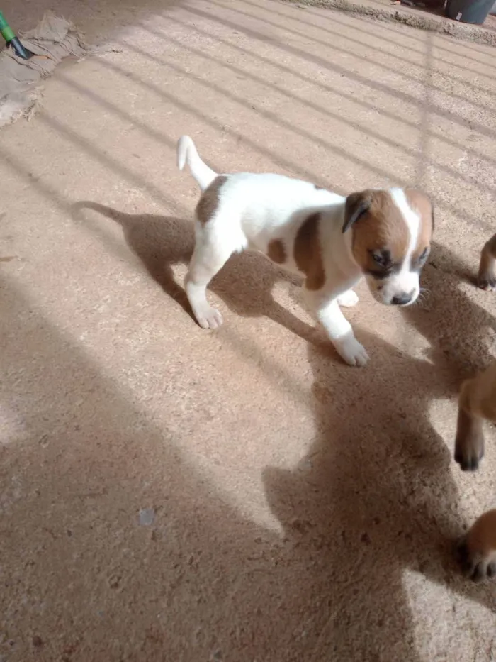 Cachorro ra a Sed idade Abaixo de 2 meses nome Fofinhos 