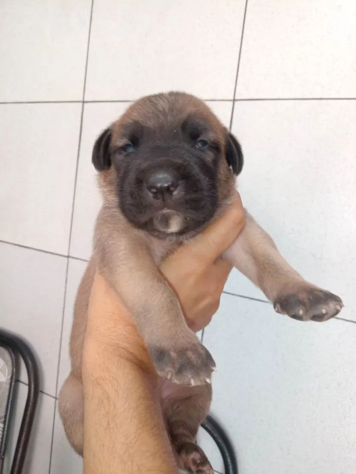 Cachorro ra a Sed idade Abaixo de 2 meses nome Fofinhos 