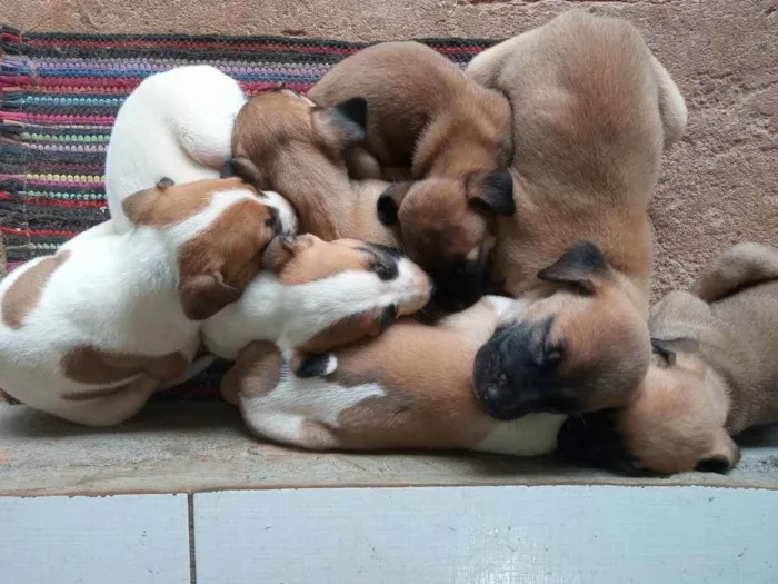 Cachorro ra a Sed idade Abaixo de 2 meses nome Fofinhos 