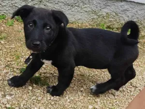 Cachorro raça Labrador  idade 2 a 6 meses nome Otto 