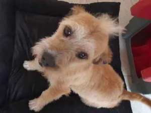 Cachorro raça Srd idade 3 anos nome Pipoca