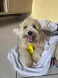 Cachorro raça lhasa apso idade 2 a 6 meses nome biscoito