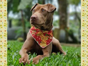 Cachorro raça SRD idade 2 anos nome MALIA