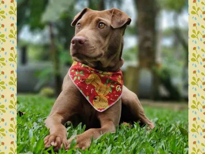 Cachorro ra a SRD idade 2 anos nome MALIA