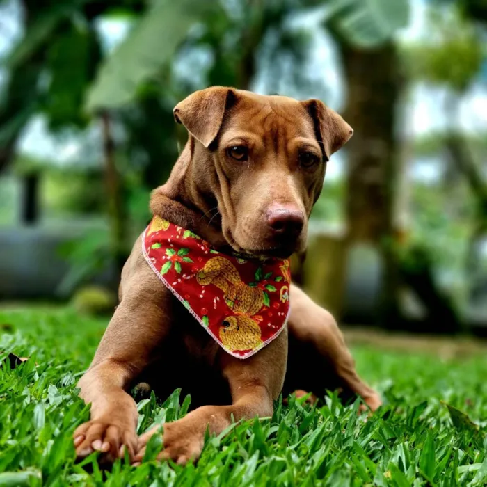 Cachorro ra a SRD idade 2 anos nome MALIA