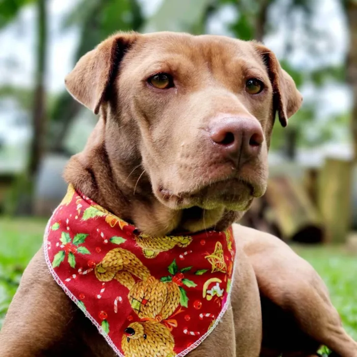 Cachorro ra a SRD idade 2 anos nome MALIA