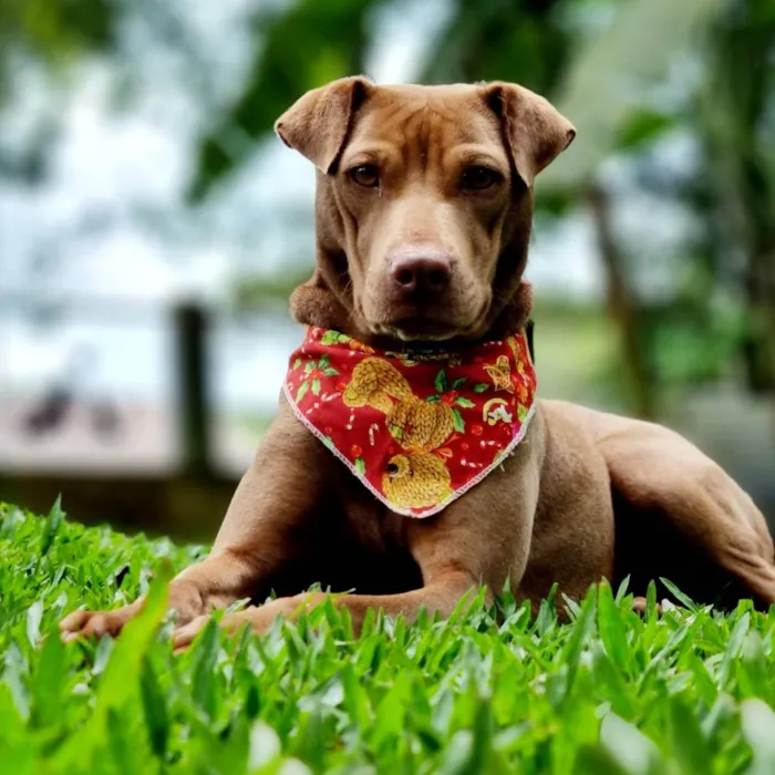 Cachorro ra a SRD idade 2 anos nome MALIA