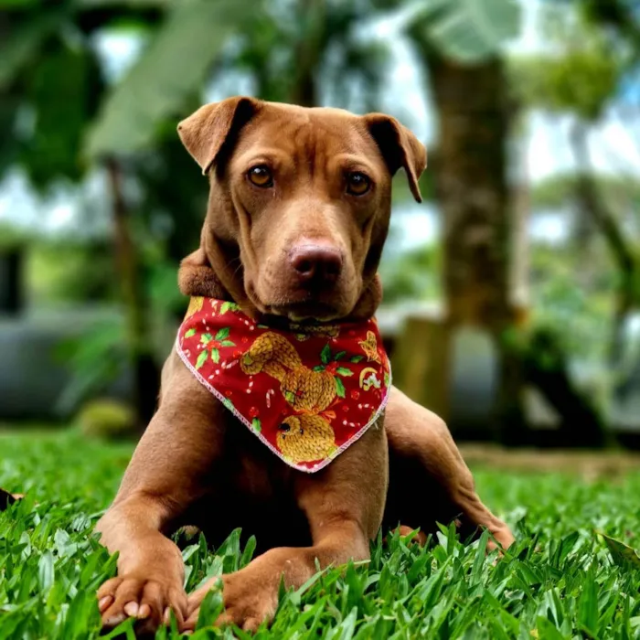 Cachorro ra a SRD idade 2 anos nome MALIA