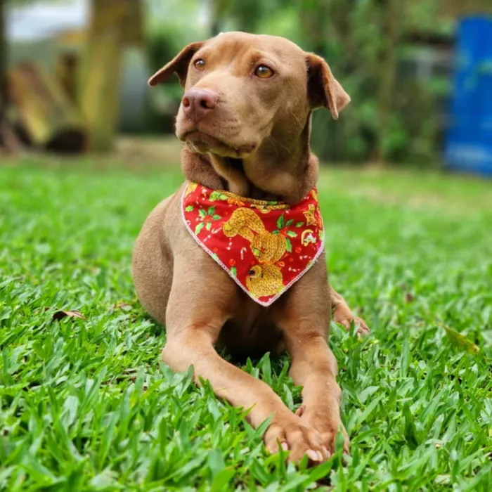 Cachorro ra a SRD idade 2 anos nome MALIA