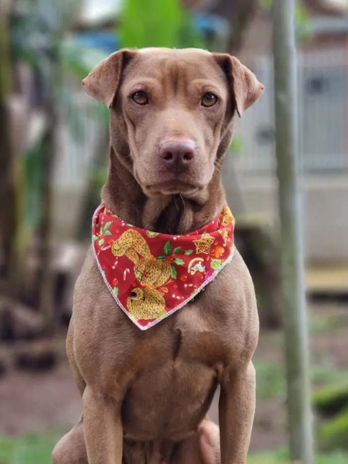 Cachorro ra a SRD idade 2 anos nome MALIA