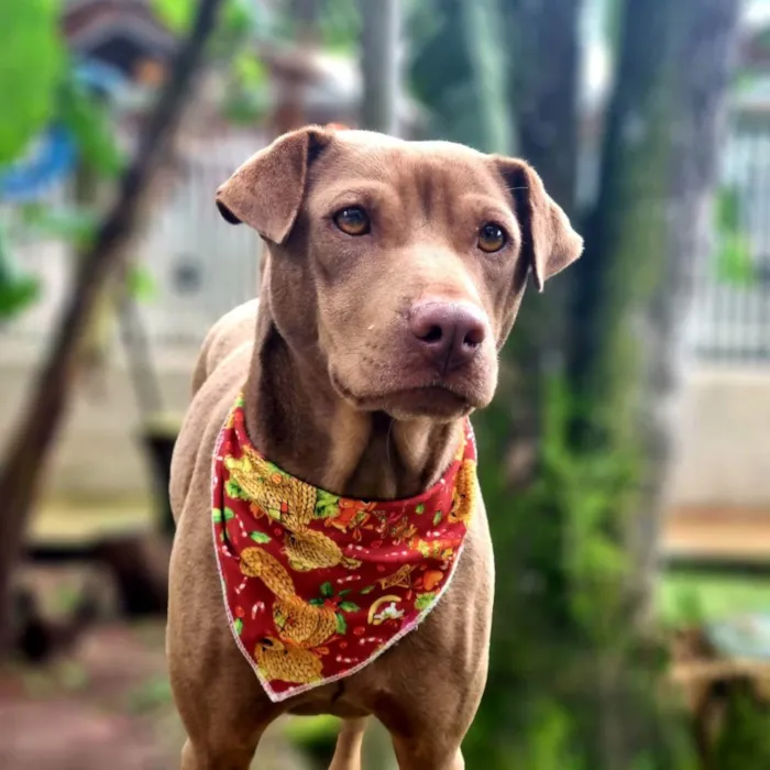 Cachorro ra a SRD idade 2 anos nome MALIA