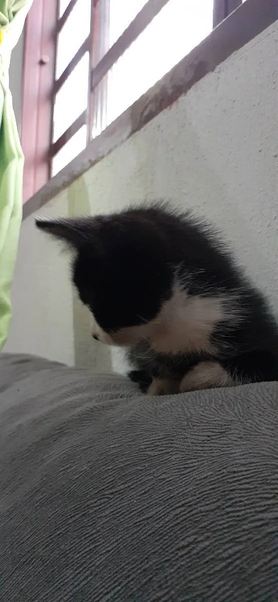 Gato ra a Indefinida idade 2 a 6 meses nome Frajola