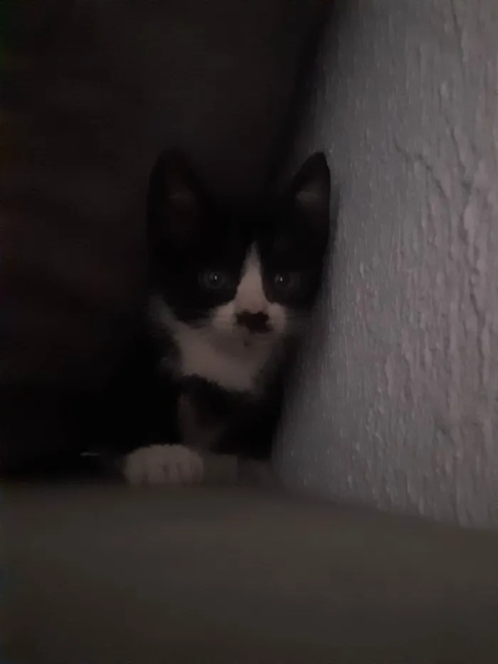Gato ra a Indefinida idade 2 a 6 meses nome Frajola