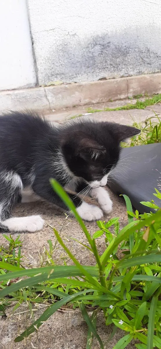 Gato ra a Indefinida idade 2 a 6 meses nome Frajola
