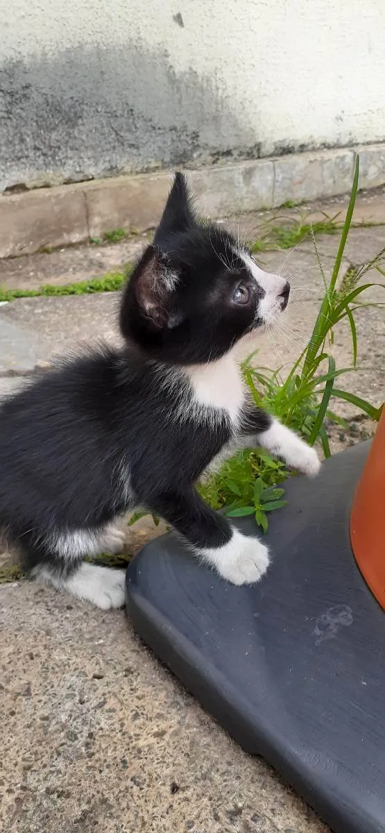 Gato ra a Indefinida idade 2 a 6 meses nome Frajola