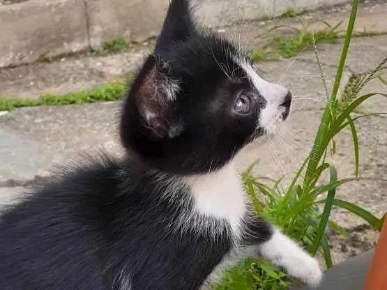 Gato ra a Indefinida idade 2 a 6 meses nome Frajola
