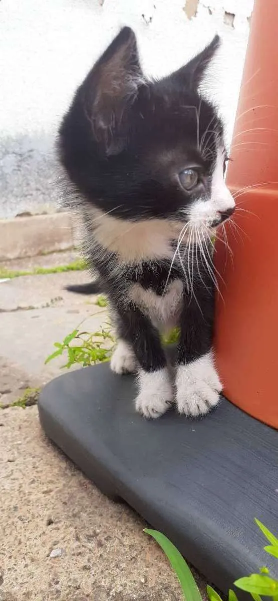 Gato ra a Indefinida idade 2 a 6 meses nome Frajola