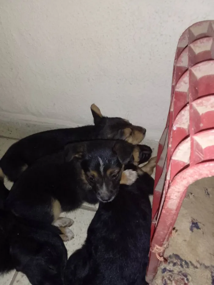 Cachorro ra a Todos são viralatas  idade 2 a 6 meses nome Nao ha nomes 