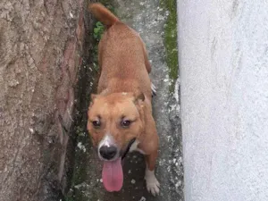 Cachorro raça Pittbul misturado  idade 2 anos nome Apolo