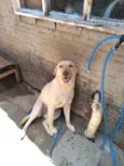 Laika
