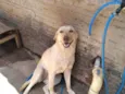 Laika
