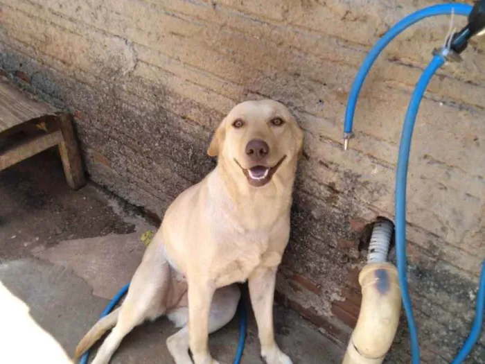Cachorro raça Labrador idade 1 ano nome Laika