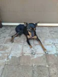 Preta 
