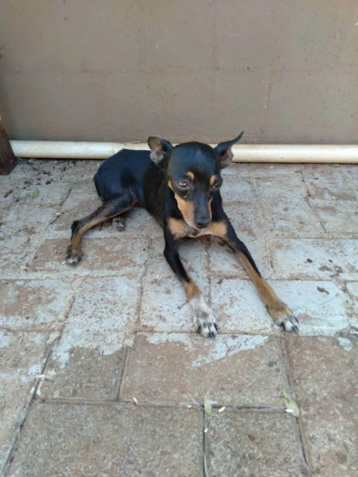 Cachorro raça Pinther, idade 5 anos nome Preta 