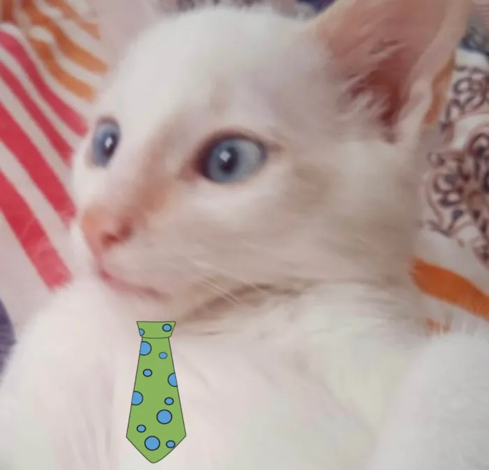 Gato ra a Mestiço  idade 2 a 6 meses nome Leo 